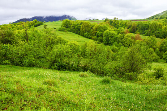 carpathian countryside landscape in spring. mountainous area of ukraine with forested hill and green meadows on a rainy day