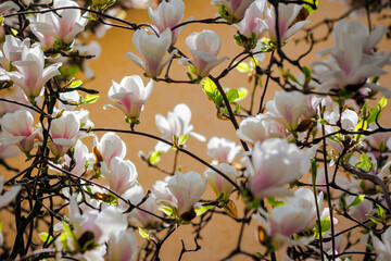 big bright flowers of magnolia soulangeana tree in full bloom. beautiful urban background on a sunny day in spring