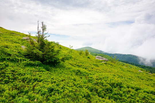 mountainous nature scenery on an overcast day. spruce tree on the grassy alpine hill. summer vacations in carpathian mountains, ukraine