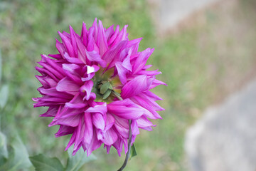 Dahlia is a genus of bushy, tuberous, herbaceous perennial plants native to Mexico and Central America.