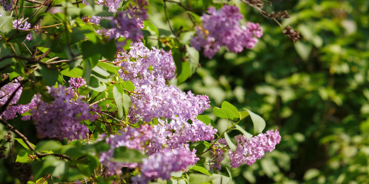 closeup of syringa vulgaris shrub in blossom. floral background in spring