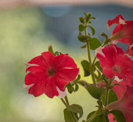The common garden petunia is an ornamental plant whose showy trumpet shaped flowers make it popular for summer flower beds and window boxes. Petunia and atkinsiana hybridization.
