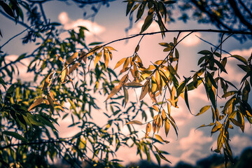 Baumäste in Abendsonne