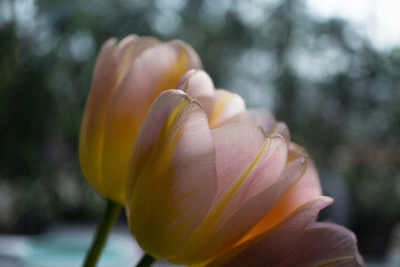 Tulpenblüte in der Sonne