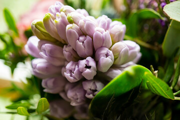 Hyazinthe - Close up