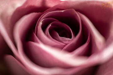 Rose - Close up