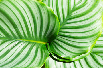 Natural pattern of abstract lines of bright green leaves of the Calathea Orbifolia plant, with...