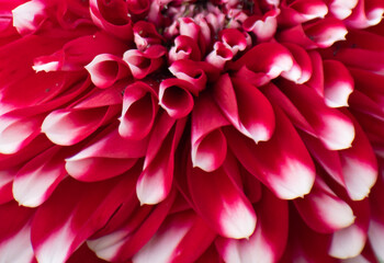 Dahlia pinnata is a species in the genus Dahlia, family Asteraceae, with the common name garden dahlia.Blooming Red Flower.