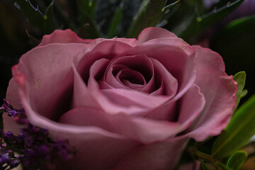 Rose - Close up