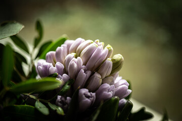 Hyazinthe - Close up