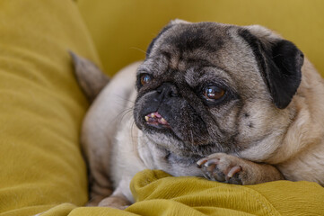 Cozy pug lying on the sofa 2