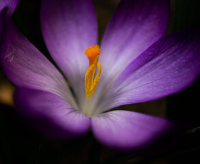 Krokusblüte - Close up
