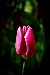 pinke Tulpe - Close up