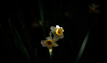 Osterglocke im Schatten