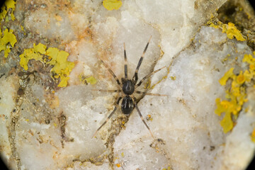 spider on the rock, Liophrurillus flavitarsus ant mimic spider. Sardinia, Italy.