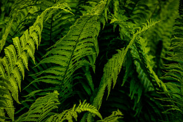 wilder Farn - Close up