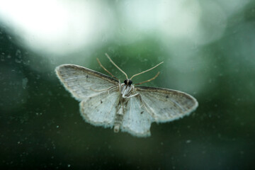 weiße Motte - Close up