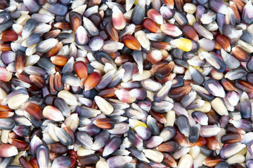 Close up on background of  Indian Corn kernels on a flat surface viewed from above. wooden spoon moves back and forth to move the colorful kernels of corn.