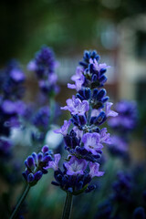 Lavendelblüte - Close up