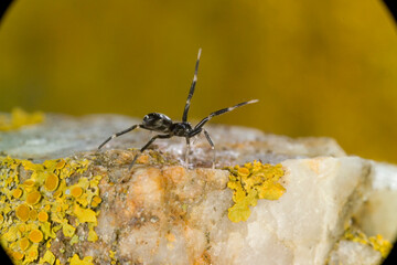 spider on the rock, Liophrurillus flavitarsus ant mimic spider. Sardinia, Italy.