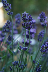 Lavendel
