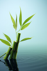 Fototapeta na wymiar bamboo leaves on a water background