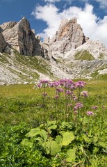 Alps dolomites mountains and purple mountain flowers - 760861611