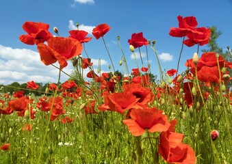 field of red poppies or Common poppy - 760861628