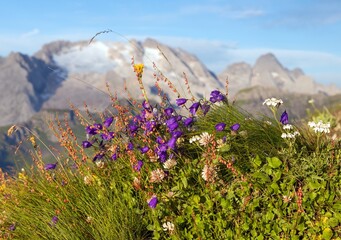 mount Marmolada peak flowers Alps Dolomites mountains - 760861654