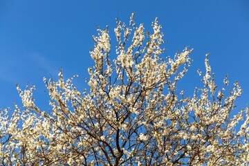 white flowering blackthorn bush or tree on blue sky - 760861695