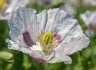 white opium poppy flower, in latin papaver somniferum - 760861804