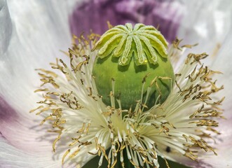 white opium poppy flower, in latin papaver somniferum - 760861821