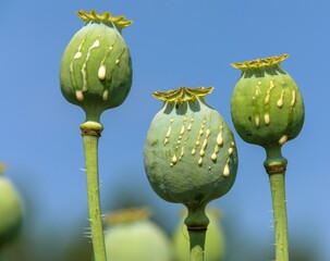 opium poppy heads with drops of opium milk latex - obrazy, fototapety, plakaty