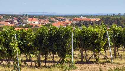 Fototapeta na wymiar Valtice town and vineyard, Lednice and Valtice area
