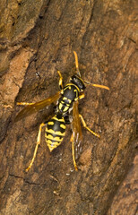 wasp on the ground, Wasp paper. Paper wasp (Polistes gallicus) or Polistes dominulus. Alghero....