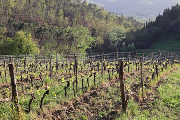 Vineyard   on a farm in spring, Italy, Tuscany