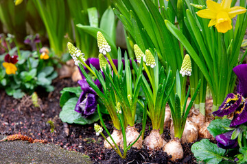 Blooming  muscari hyacinths and narcissus in the spring garden