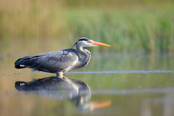 Gray heron wading in the water