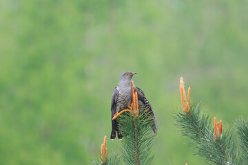 A male cuckoo on young pine offshoots