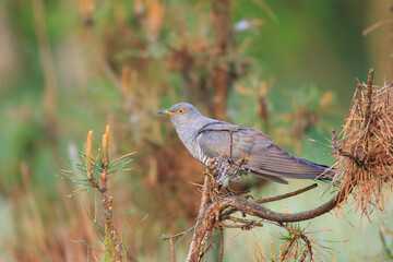 A male cuckoo on pine tree