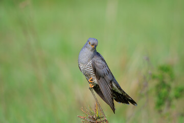 A male cuckoo on a stick on a beautiful green background
