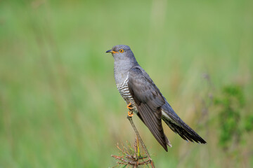 A male cuckoo on a stick on a beautiful green background