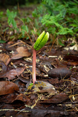 Castanha-de-cotia