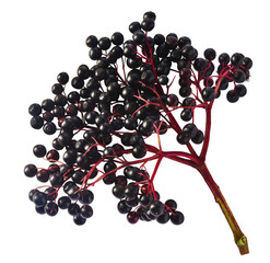 Fresh ripe elderberry falling in the air isolated  on white background. Food levitating or zero...