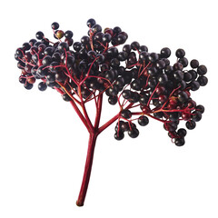 Fresh ripe elderberry falling in the air isolated  on white background. Food levitating or zero...