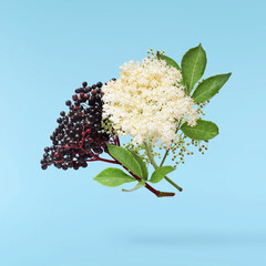 Fresh ripe elderberry with green leaves falling in the air isolated on blue background. Food...