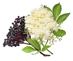 Fresh ripe elderberry with green leaves falling in the air isolated on white background. Food...