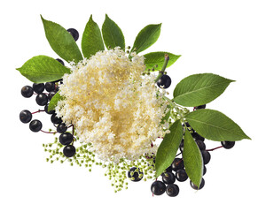 Fresh ripe elderberry with green leaves falling in the air isolated on white background. Food...