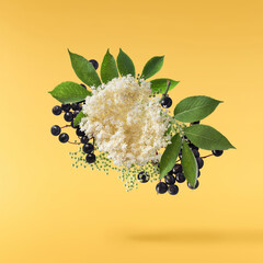 Fresh ripe elderberry with green leaves falling in the air isolated on yellow background. Food...