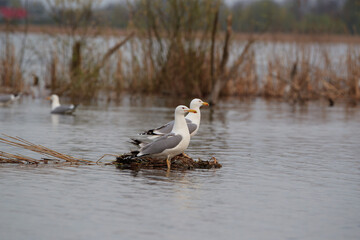 Seagulls sitting on a clump of vegetation on the lake surface